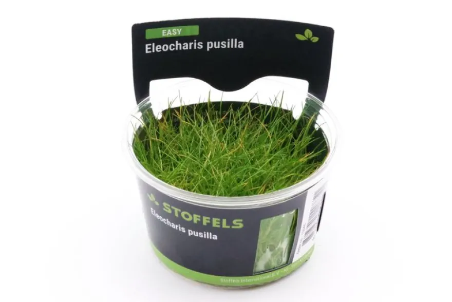 Mini-Nadelsimse, Eleocharis pusilla "Mini", In Vitro
