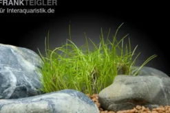 Mini-Nadelsimse, Eleocharis pusilla "Mini", In Vitro