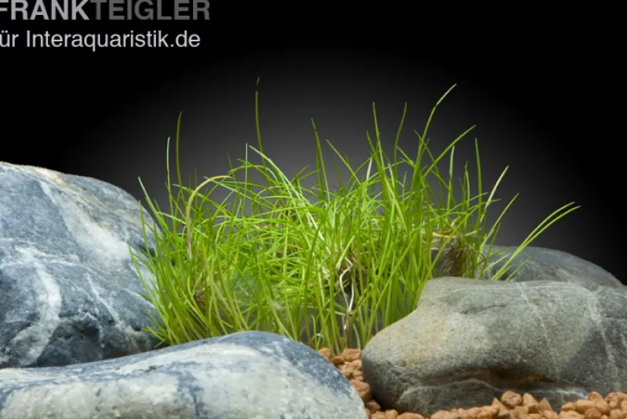 Mini-Nadelsimse, Eleocharis pusilla "Mini", In Vitro