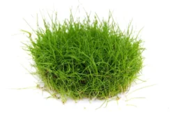Mini-Nadelsimse, Eleocharis pusilla