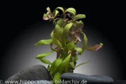 Mini-Papageienblatt, Alternanthera reineckii "Mini", im Topf