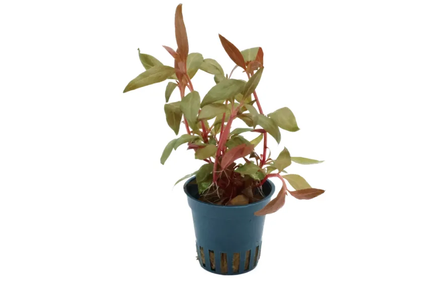 Mini-Papageienblatt, Alternanthera reineckii "Mini", im Topf