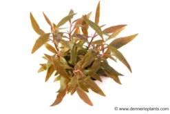 Mini-Papageienblatt, Alternanthera reineckii
