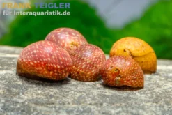 Mini-Rennschnecke Fancy Pink, Clithon sp. Fancy pink