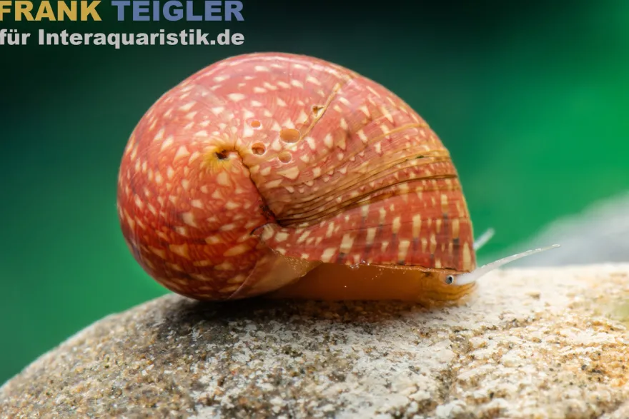 Mini-Rennschnecke Fancy Pink, Clithon sp. Fancy pink