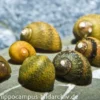 Mini-Rennschnecken-Mix, Neritina sp.