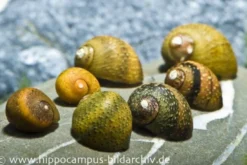 Mini-Rennschnecken-Mix, Neritina sp.