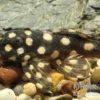 Mini Snowball Pleco, L471, Hypancistrus sp. "Dwarf"