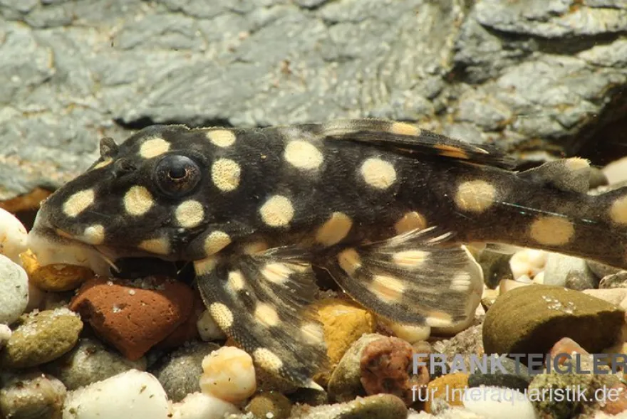 Mini Snowball Pleco, L471, Hypancistrus sp. "Dwarf"