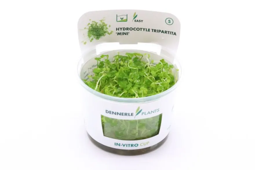 Mini-Wassernabel, Hydrocotyle tripartita "Mini", In Vitro