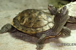 Mississippi Höckerschildkröte, Graptemys kohnii FZ