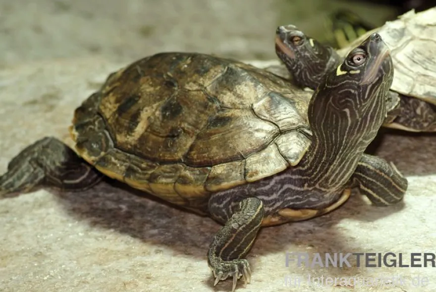 Mississippi Höckerschildkröte, Graptemys kohnii FZ