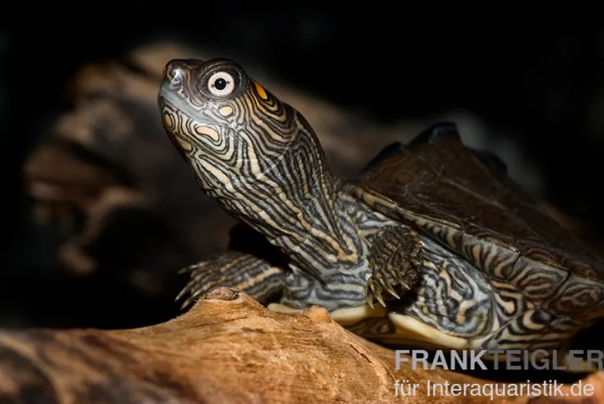 Mississippi Höckerschildkröte, Graptemys kohnii FZ
