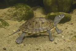 Mississippi-Höckerschildkröte, Graptemys p. kohnii