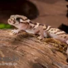 Mittelamerikanischer Krallengecko, Coleonyx mitratus