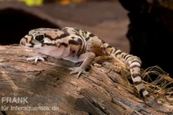 Mittelamerikanischer Krallengecko, Coleonyx mitratus