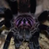 Mittelgroße Riesenvogelspinne, Xenesthis intermedia