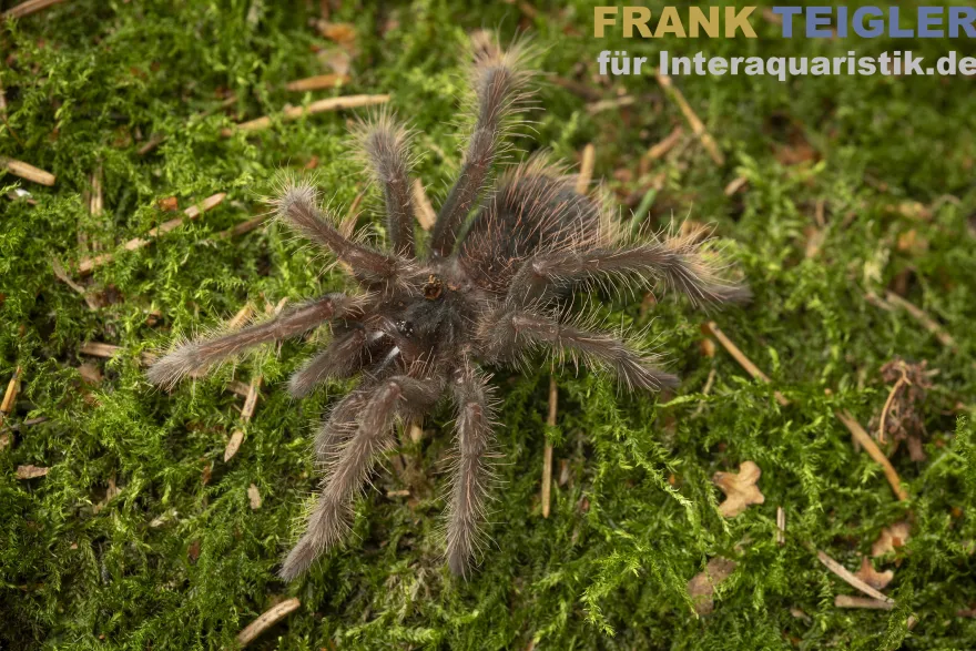Mittelgroße Riesenvogelspinne, Xenesthis intermedia