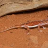 Mittelstreifen-Knopfschwanzgecko, Nephrurus vertebralis