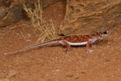 Mittelstreifen-Knopfschwanzgecko, Nephrurus vertebralis