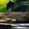 Mitternachtswels, Auchenipterichthys thoracatus