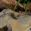 Möllendorffs Kletternatter, Orthriophis moellendorffi