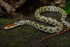 Möllendorffs Kletternatter, Orthriophis moellendorffi