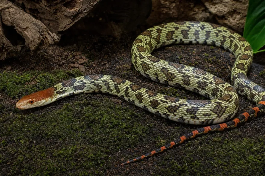 Möllendorffs Kletternatter, Orthriophis moellendorffi