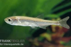 Moderlieschen, Leucaspius delineatus, DNZ, 3-7 cm (Kaltwasser)