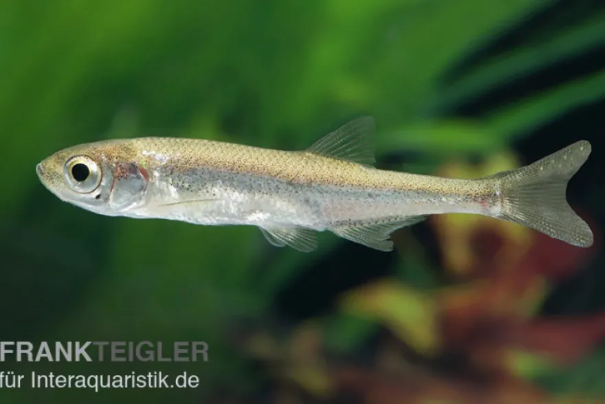 Moderlieschen, Leucaspius delineatus, DNZ, 3-7 cm (Kaltwasser)