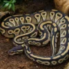 Mojave-Königspython, Python regius