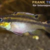 Moliwe-Smaragdprachtbarsch, Pelvicachromis taeniatus molive