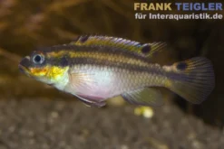 Moliwe-Smaragdprachtbarsch, Pelvicachromis taeniatus molive
