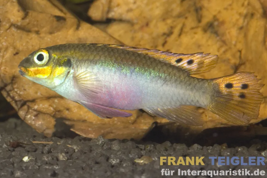 Moliwe-Smaragdprachtbarsch, Pelvicachromis taeniatus molive