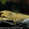 Molukkenfächergarnele, Atyopsis moluccensis