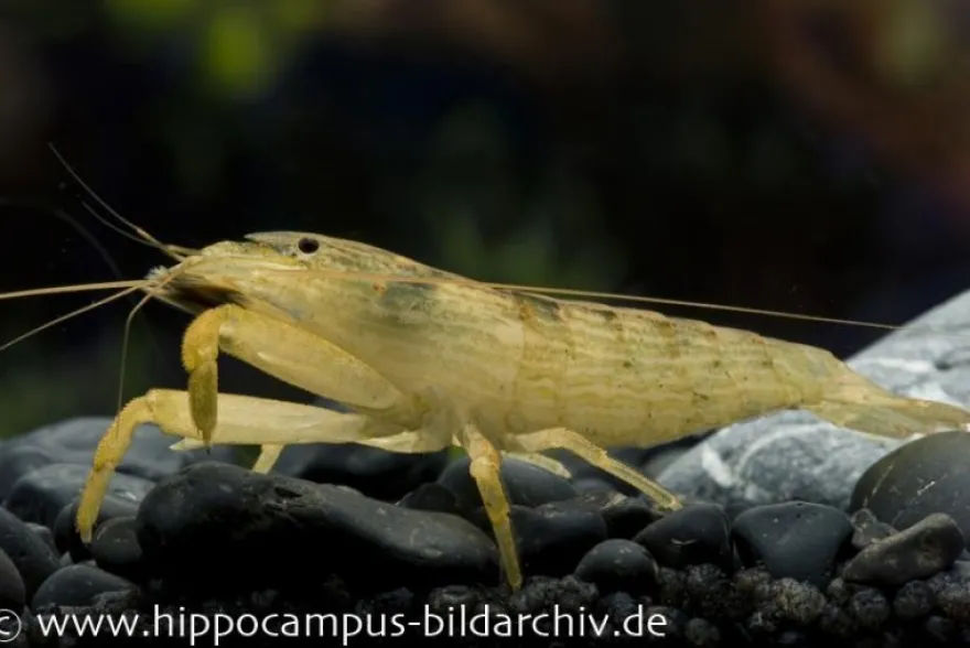 Molukkenfächergarnele, Atyopsis moluccensis