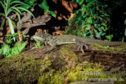 Molukkensegelechse, Hydrosaurus weberi