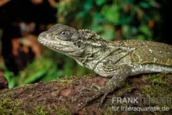 Molukkensegelechse, Hydrosaurus weberi