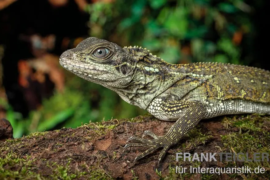 Molukkensegelechse, Hydrosaurus weberi
