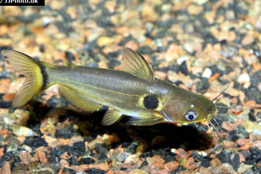 Mondfinsternis-Stachelwels, Horabagrus brachysoma, 8-10 cm DNZ