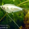 Mondschein-Fadenfisch, Trichogaster microlepis