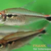 Montags-Dreibandsalmler, Hyphessobrycon montagi