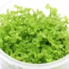 Montecarlo-Perlenkraut, Micranthemum tweediei, In Vitro