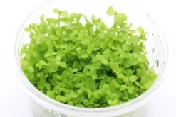 Montecarlo-Perlenkraut, Micranthemum tweediei, In Vitro