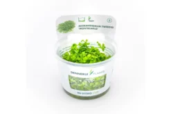 Montecarlo-Perlenkraut, Micranthemum tweediei, In Vitro