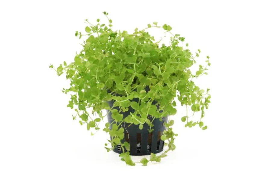 Montecarlo-Perlenkraut, Micranthemum tweediei, im Topf