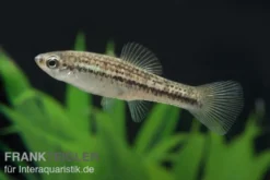 Montezuma-Schwertträger, Xiphophorus montezumae, Zufällig ausgewählt