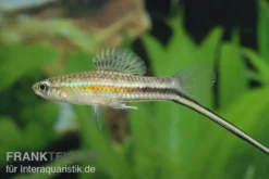 Montezuma-Schwertträger, Xiphophorus montezumae, Zufällig ausgewählt