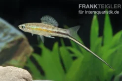 Montezuma-Schwertträger, Xiphophorus montezumae, Zufällig ausgewählt