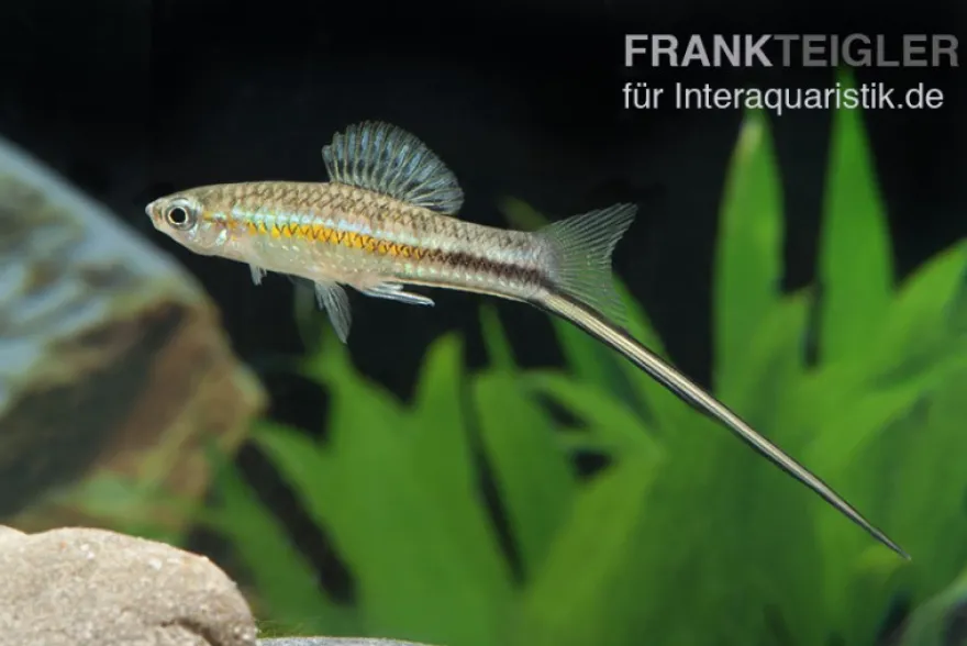 Montezuma-Schwertträger, Xiphophorus montezumae, Zufällig ausgewählt